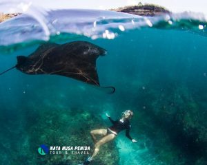 Gamat Bay Nusa Penida Tour