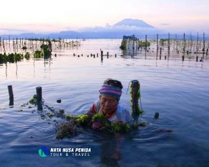 Rumput Laut Nusa Lembongan